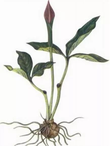 玉米地里的杂草是什么,玉米田间杂草有多少种