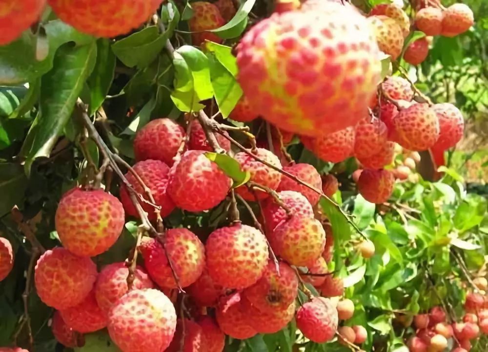 10种果子图片大全,100种果子介绍