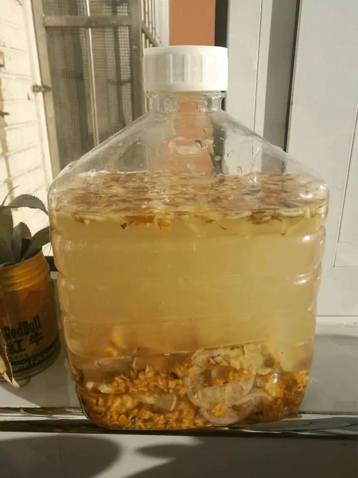 绿萝忘浇水黄叶怎么治疗让它变绿,绿萝文竹总发黄1招让它绿油油