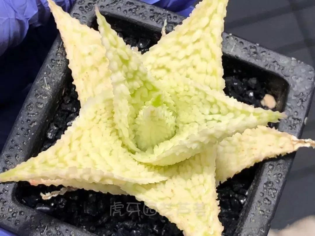 园艺观赏芦荟,园艺芦荟图鉴说明