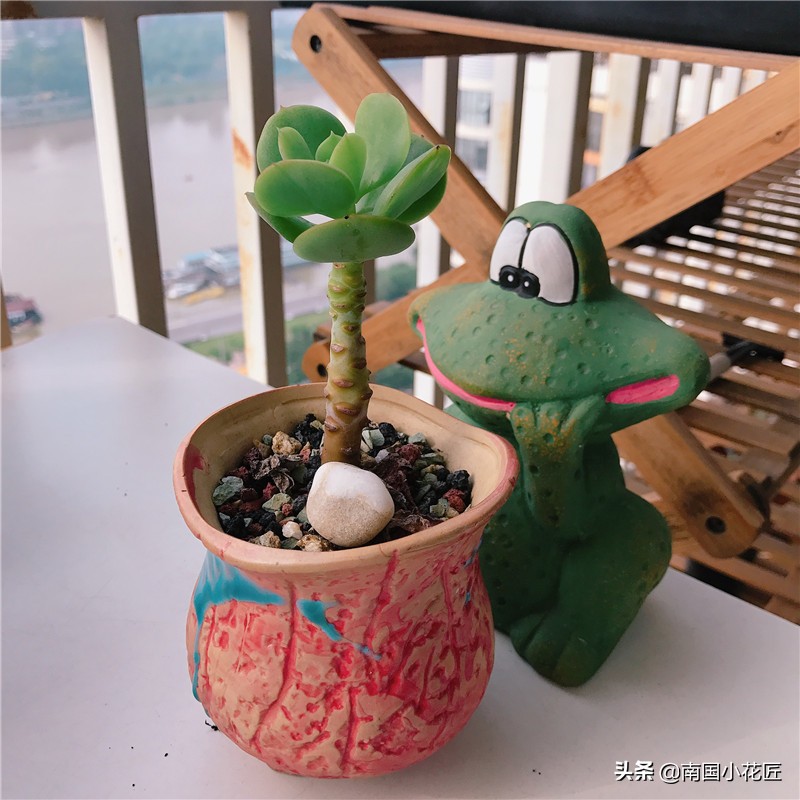 高温碧桃多肉避雨不,夏天高温多肉可以换盆吗