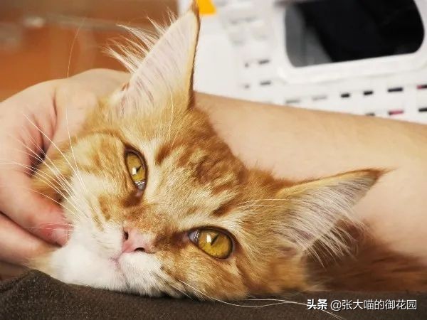 主人发现猫异常,猫咪引起你关注的表现