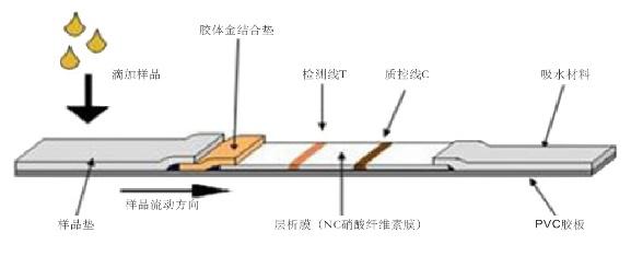 新冠病毒的狡猾在哪里,新型冠状病毒最准确的检测方法