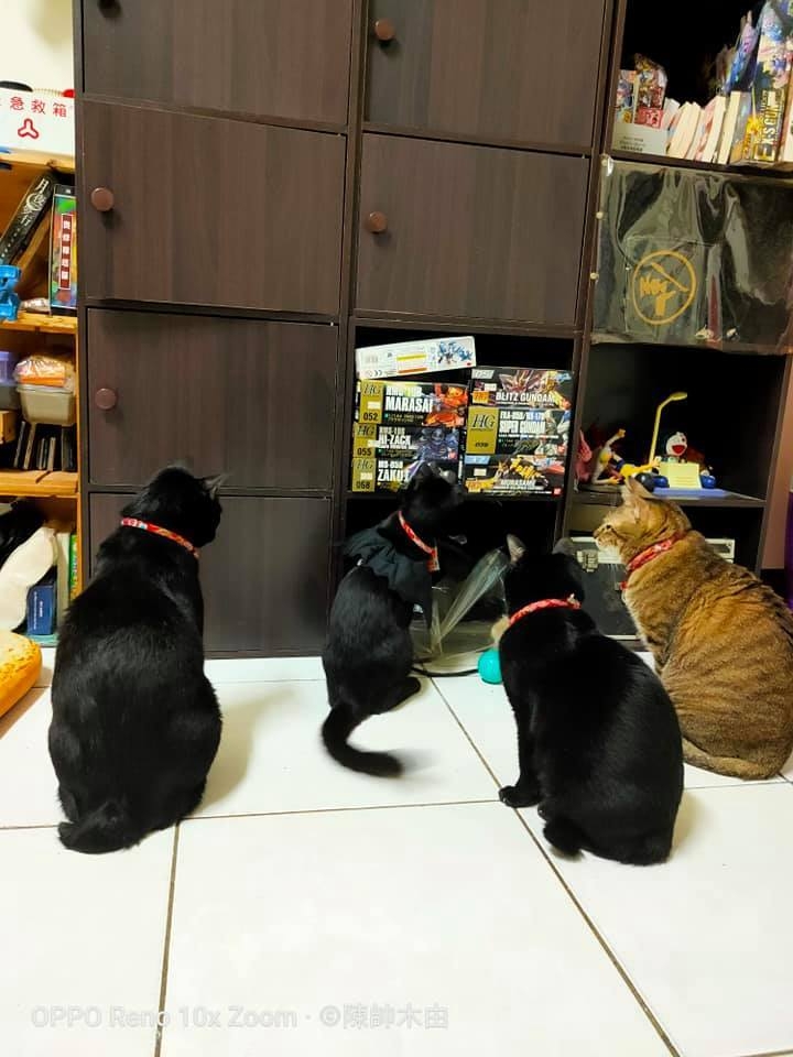 鱼小菜菜酱的萌宠时间（第三期）