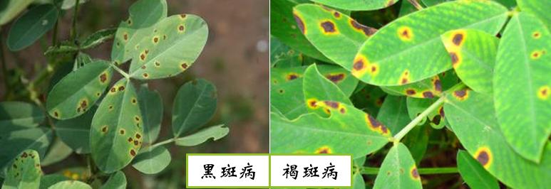 花生黑霉病如何防治,如何预防花生黑斑病