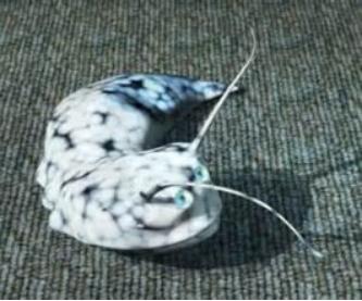 苗疆蛊毒，真的如人们口中所说的那样，望而生畏吗？