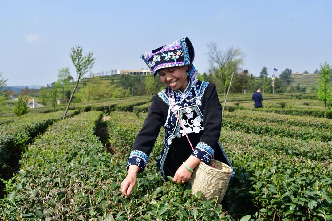 赏春图鉴丨赏花海、品清茶、尝美食...乌当百宜镇这条宝藏春游线路，就等你来打卡啦！