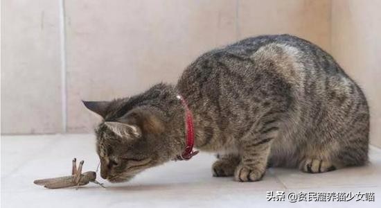 濂藉鐨勭尗鍜捇杩涚洅瀛愰噷,濂藉鐚挭閽诲叆鑽変笡宸ㄦ礊