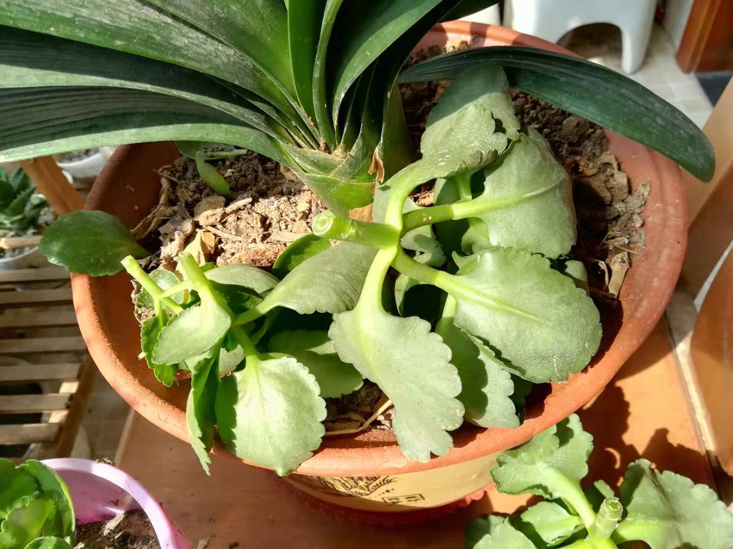 长寿花怎样治疗黑腐病,夏天长寿花黑腐了怎么办