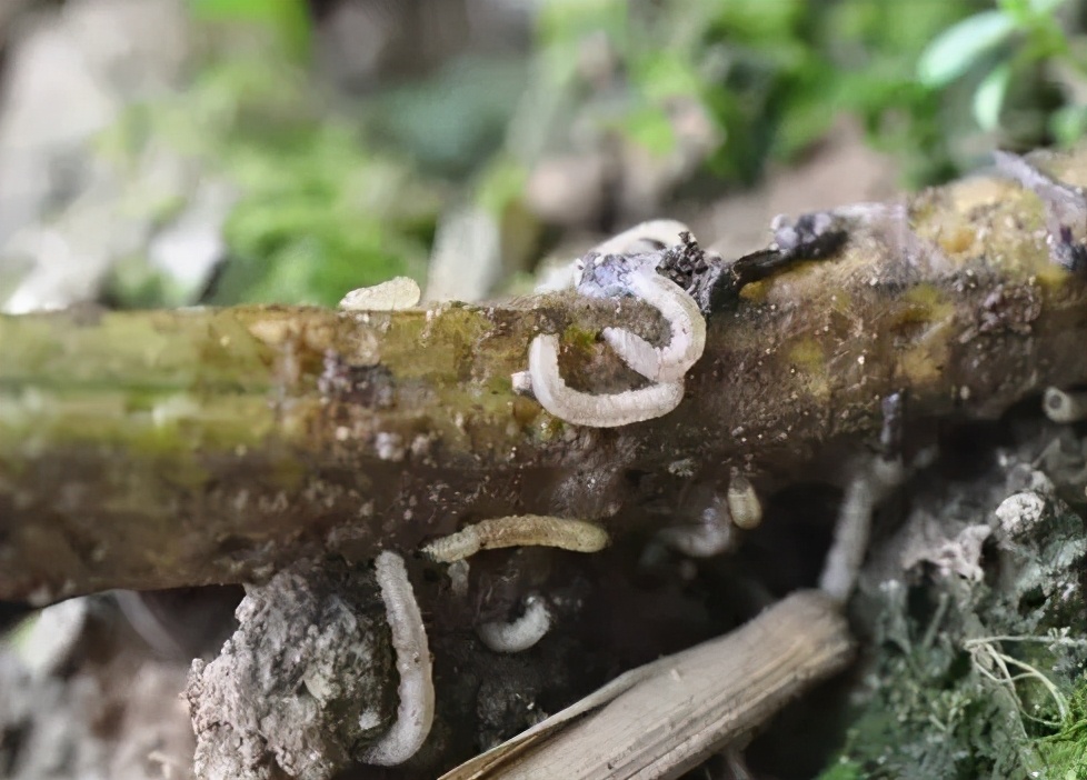 各种作物地下害虫一招解决,庄稼地里的害虫