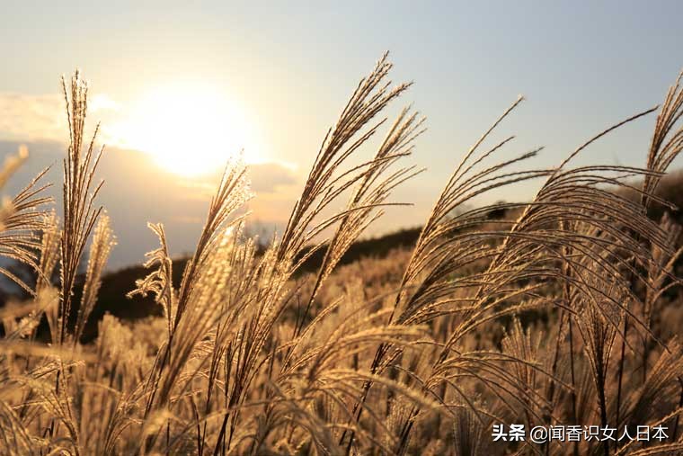 黄金色的芒草，让秋天多了份文艺的风情，日本国内最美芒草名所