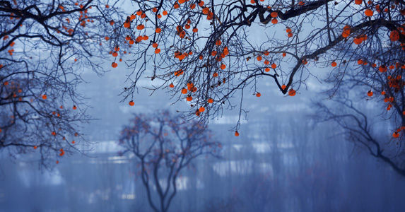 故事：我生来貌丑，连亲生父母都嫌弃，王府世子却对我心生爱意