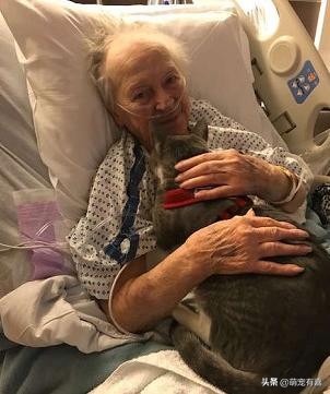 猫咪失明了但是瞳孔有变化,猫咪失明了还能恢复吗