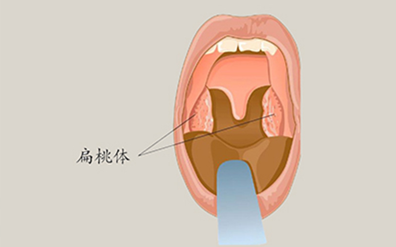 人缺失一个肾有什么副作用,缺少器官能活多久