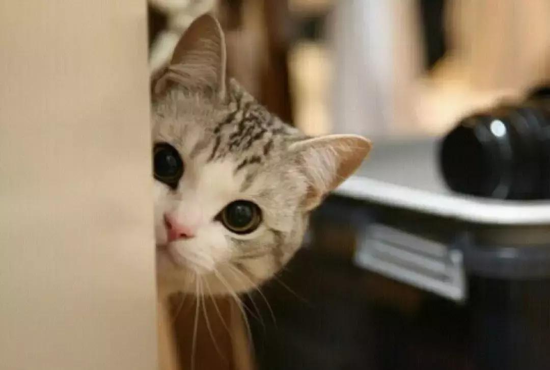 青光眼合并白内障如何治疗最好,猫咪白内障的早期症状眼药水