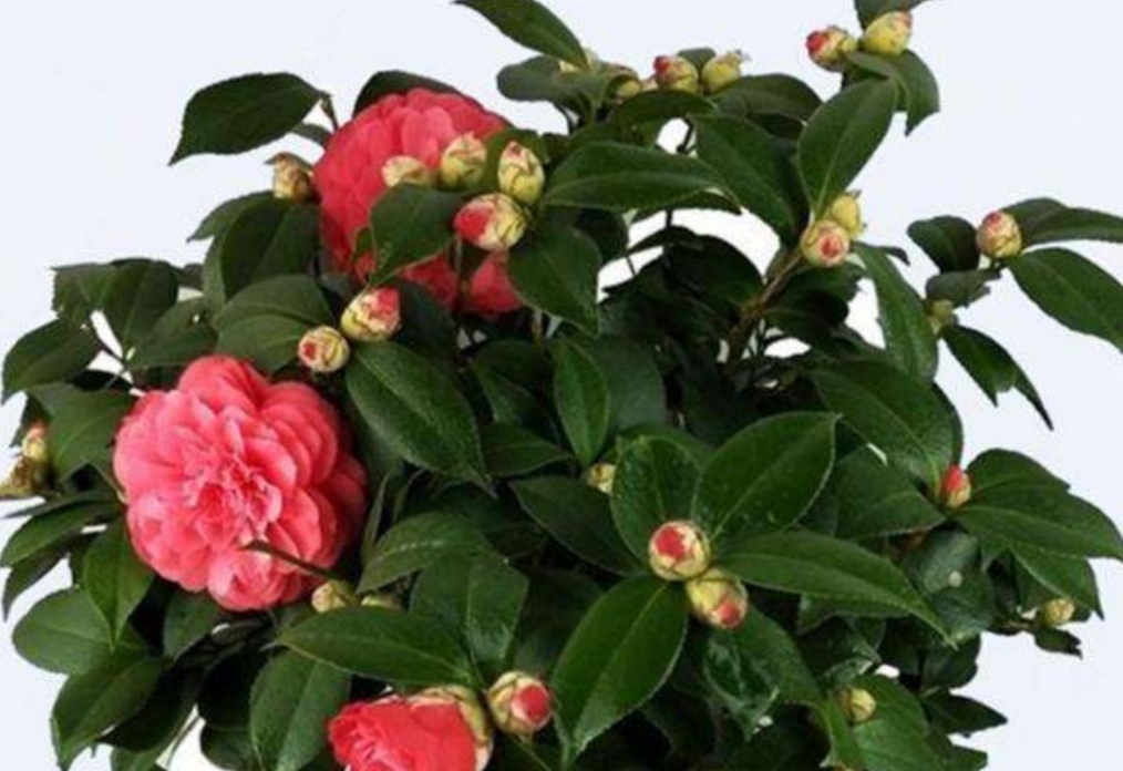 茶花开败了怎么管理,茶花几月份病虫最严重