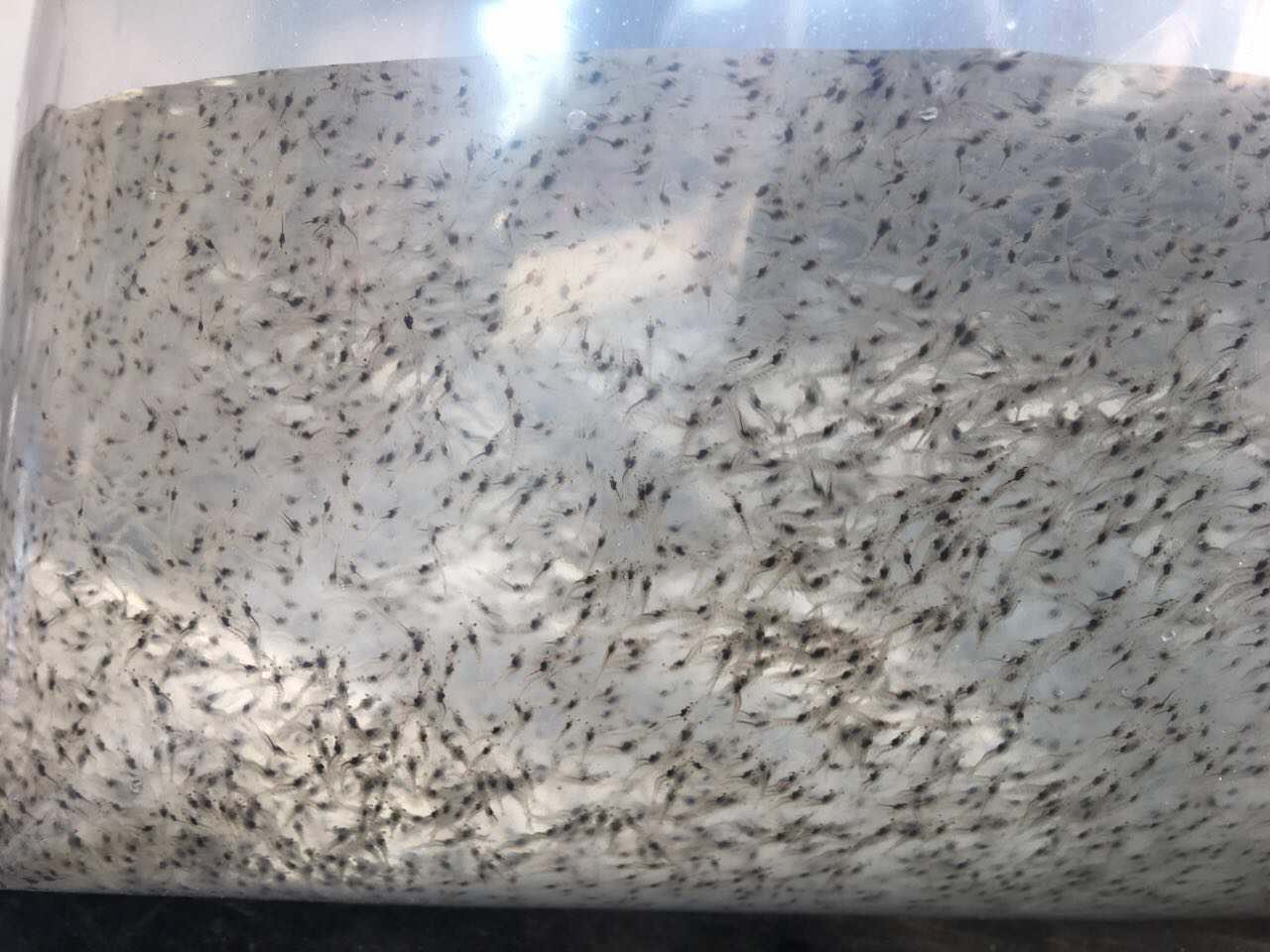 竹鼠产业化养殖及疾病防治研究