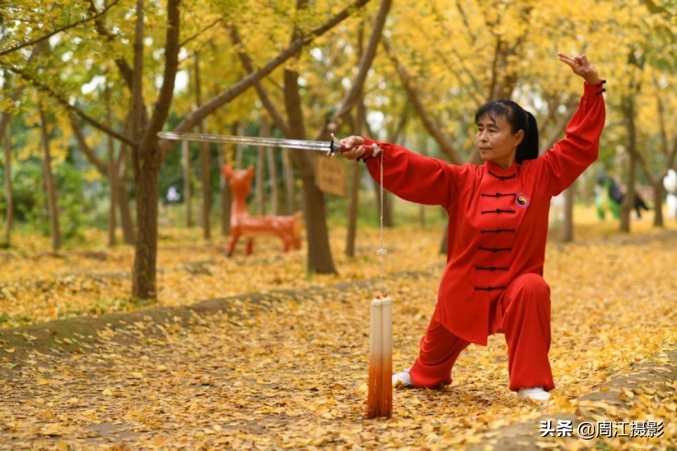 卖不掉的银杏树苗，如今成了乡村旅游热点