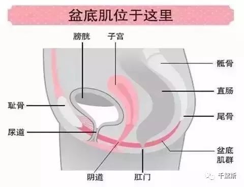 关注盆底健康做最好的自己,关注康复治疗