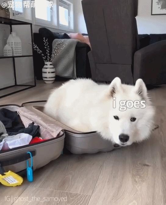 萨摩耶生气不吃不喝是怎么回事,萨摩耶生气了男主人哄