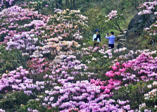 清明小长假，最美的行程当属井冈山