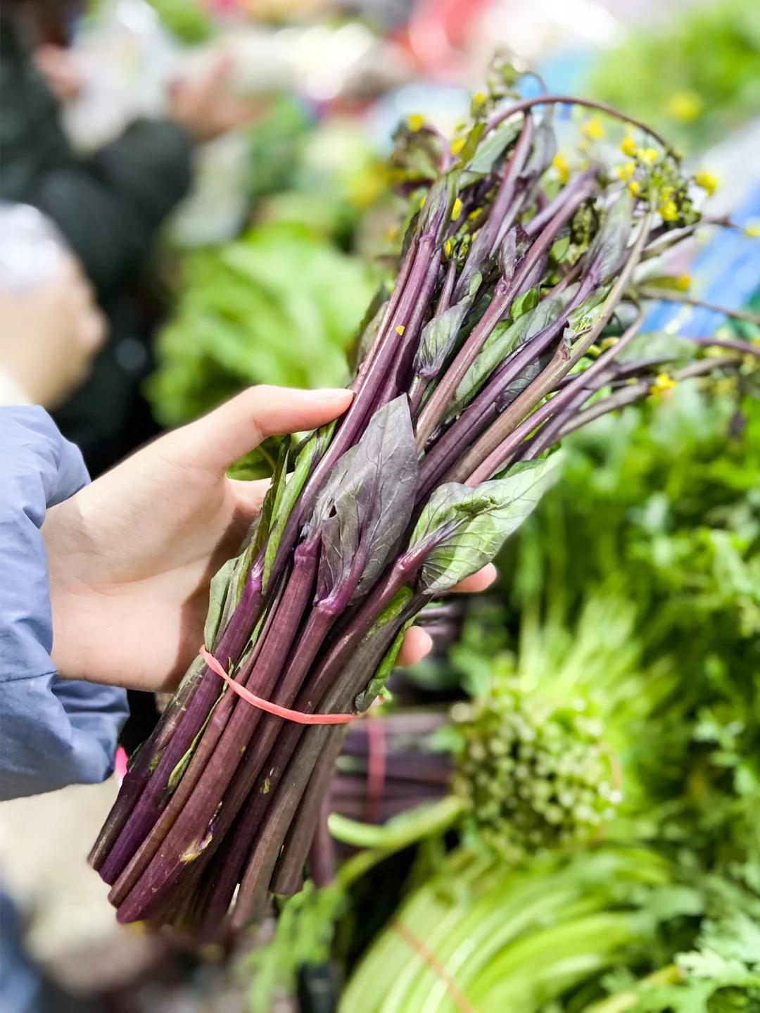 南京城市野菜猎人实录