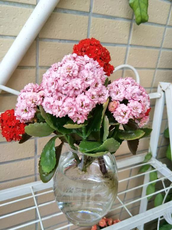 怎样让水培绿萝和吊兰长得快,绿萝吊兰水培后如何盆栽