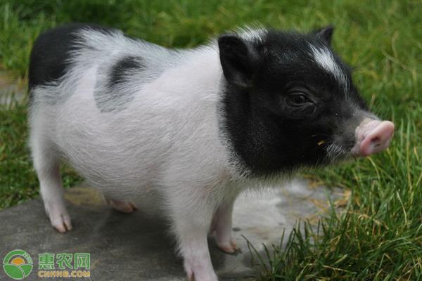 农村养殖巴马香猪前景怎么样,生态养殖香猪能有前景吗