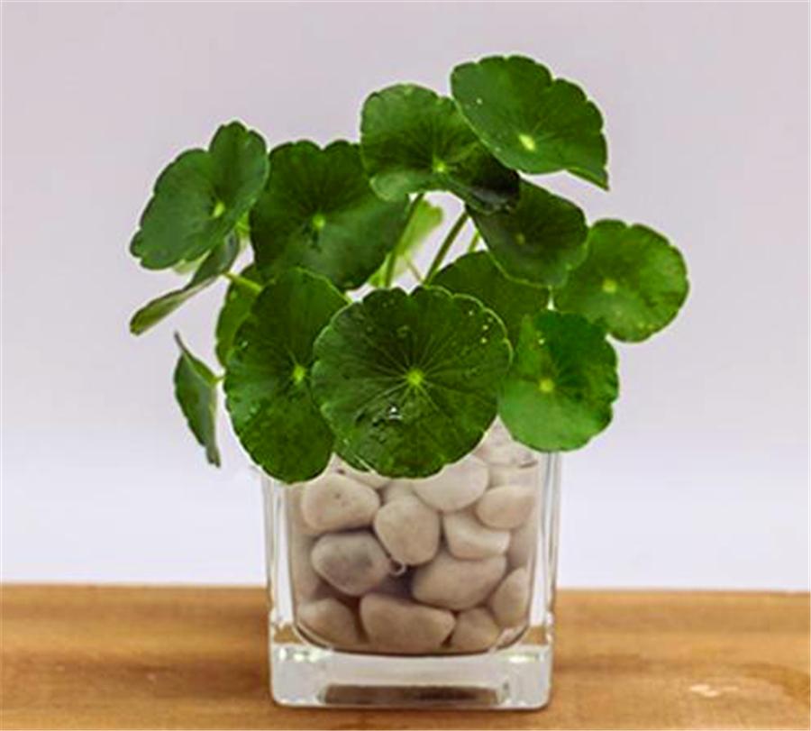 水培铜钱草如何杀蚊虫,水培铜钱草起小飞虫怎么办