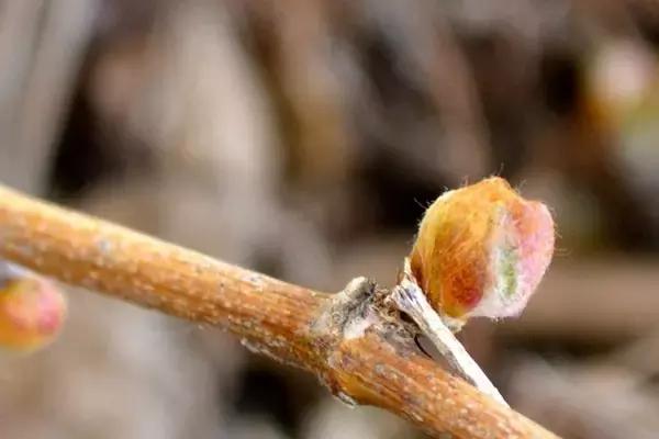 关于葡萄酒的基本知识问答,葡萄酒常识问题解答视频