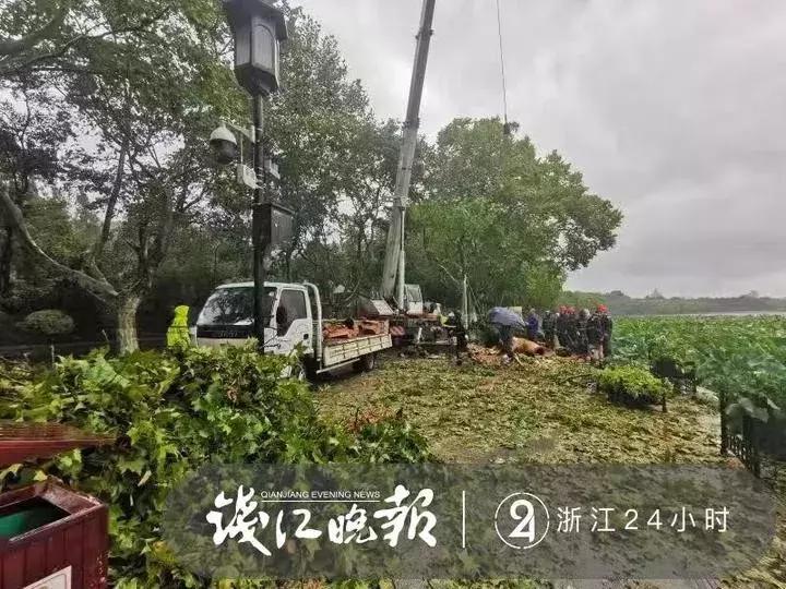西湖60年大树被连根拔起,西湖大树被淹断电
