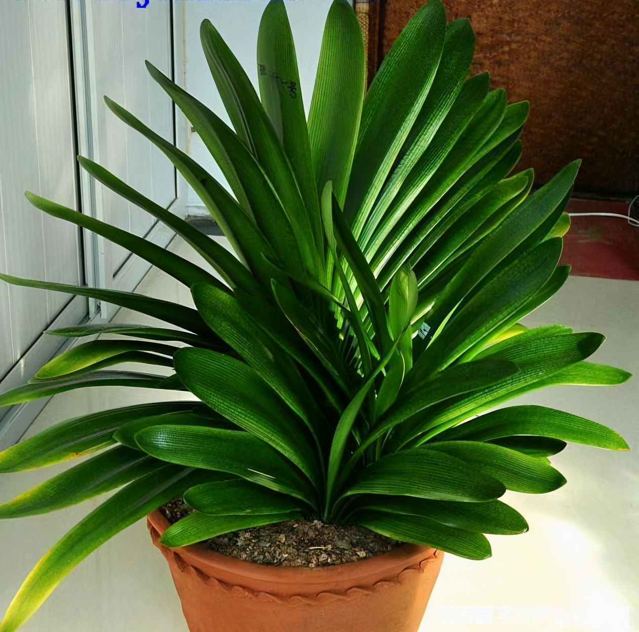 君子兰如何养殖才能长得更旺盛,君子兰怎么能养出好根系