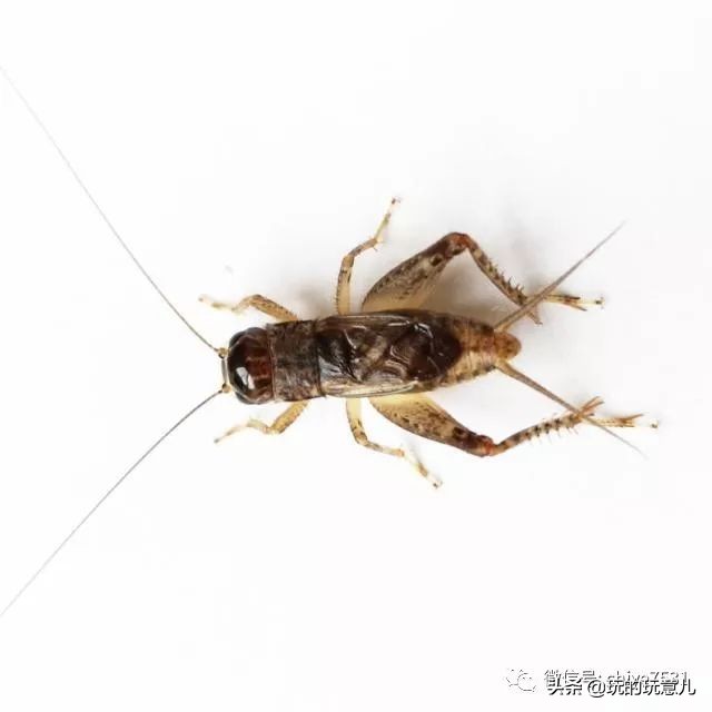 萝卜赛梨｜蝈蝈是怎么被气死的？