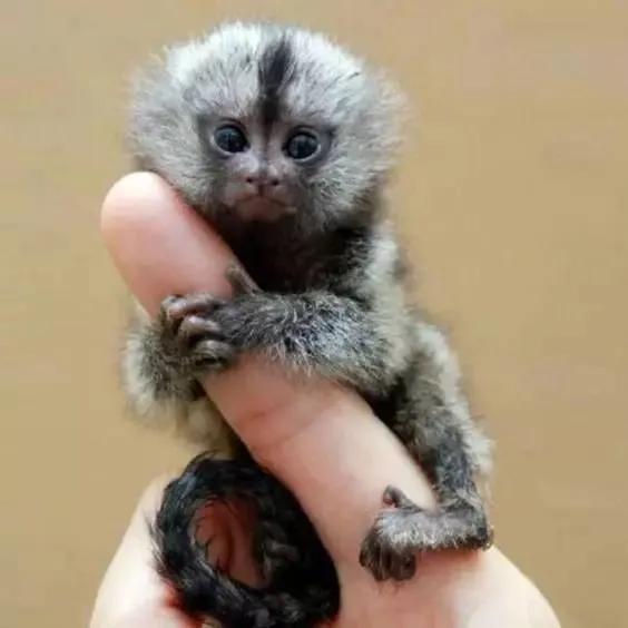 全世界总共有几种猴子,世界上最稀有的猴子是哪种猴子