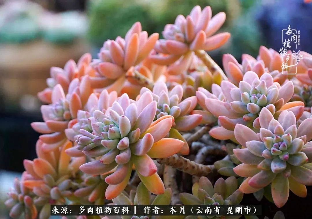 浅冬多肉，终有美好在等候