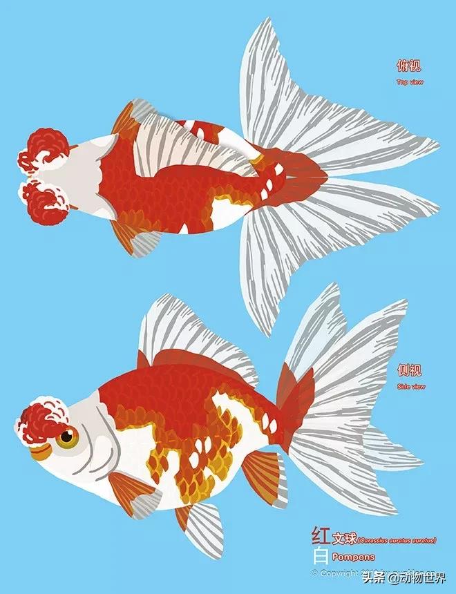 金鱼大图鉴详解,金鱼大图鉴2