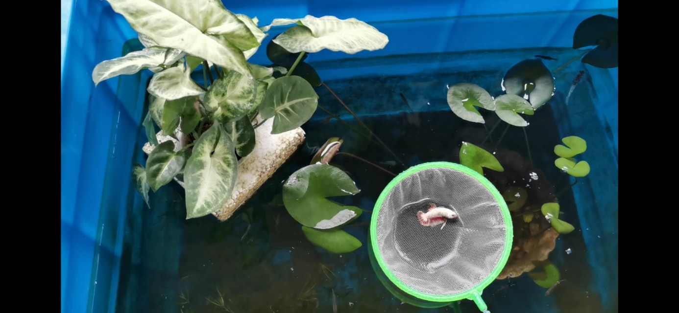 三无鱼缸优缺点,三无鱼缸养什么鱼