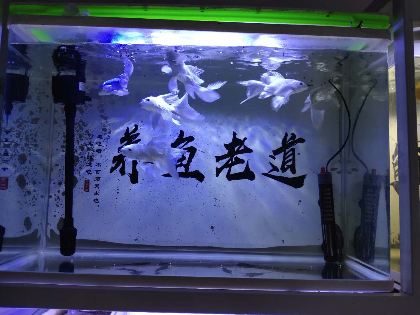为什么水温高就会死鱼，观赏鱼都是被烫死了吗？根本不是