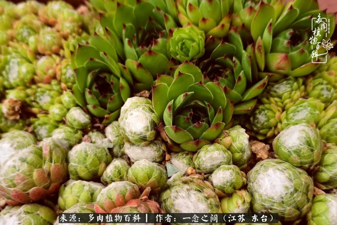 遇见花开蓝莓糖,遇见花开蔬菜沙拉酱