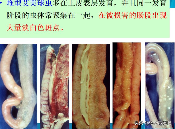 鸡拉红色粪便用中草药治疗,蛋鸡拉红色粪便是什么原因