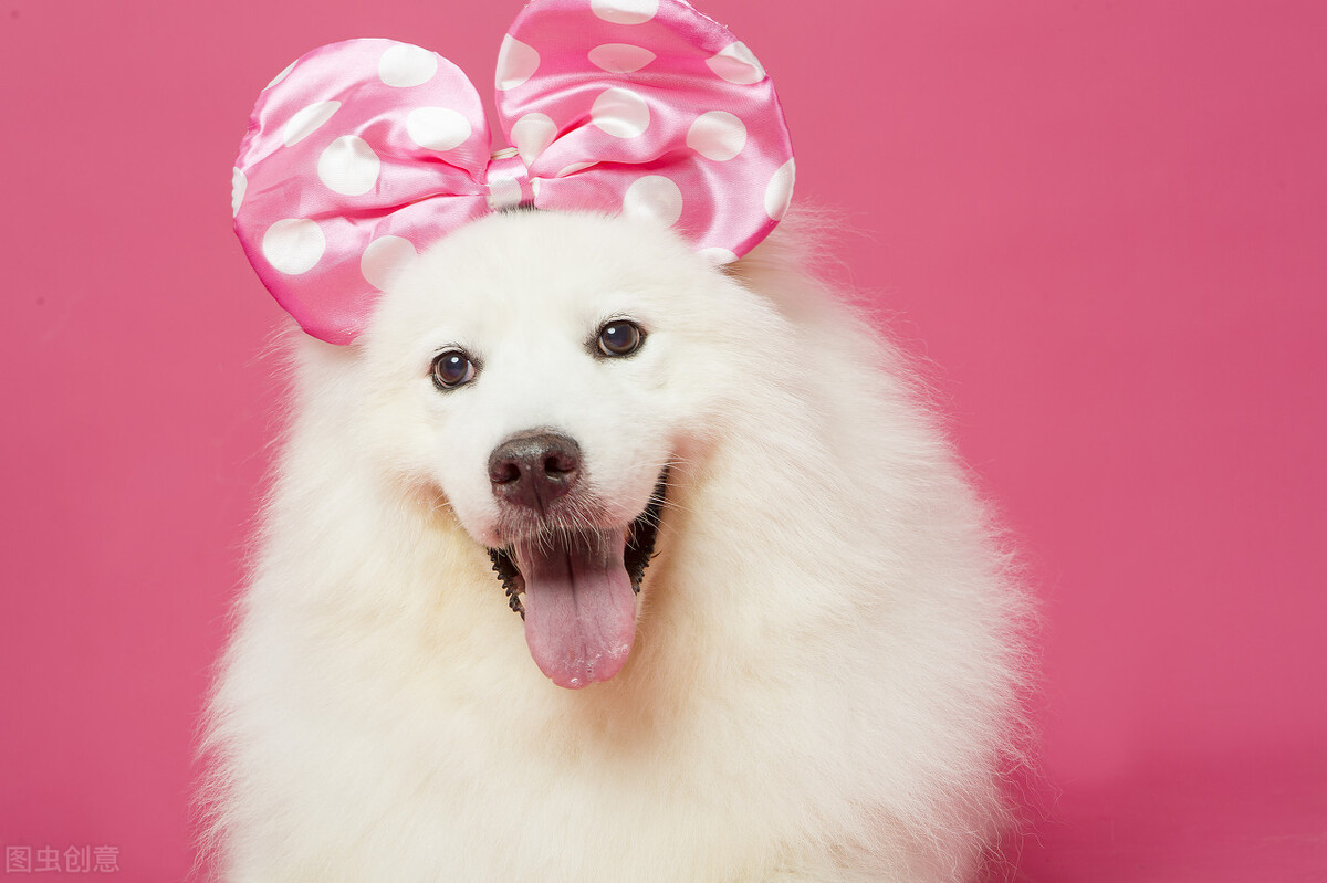 萨摩耶的饲养方法和关注事项,萨摩耶应该怎么养才好吃