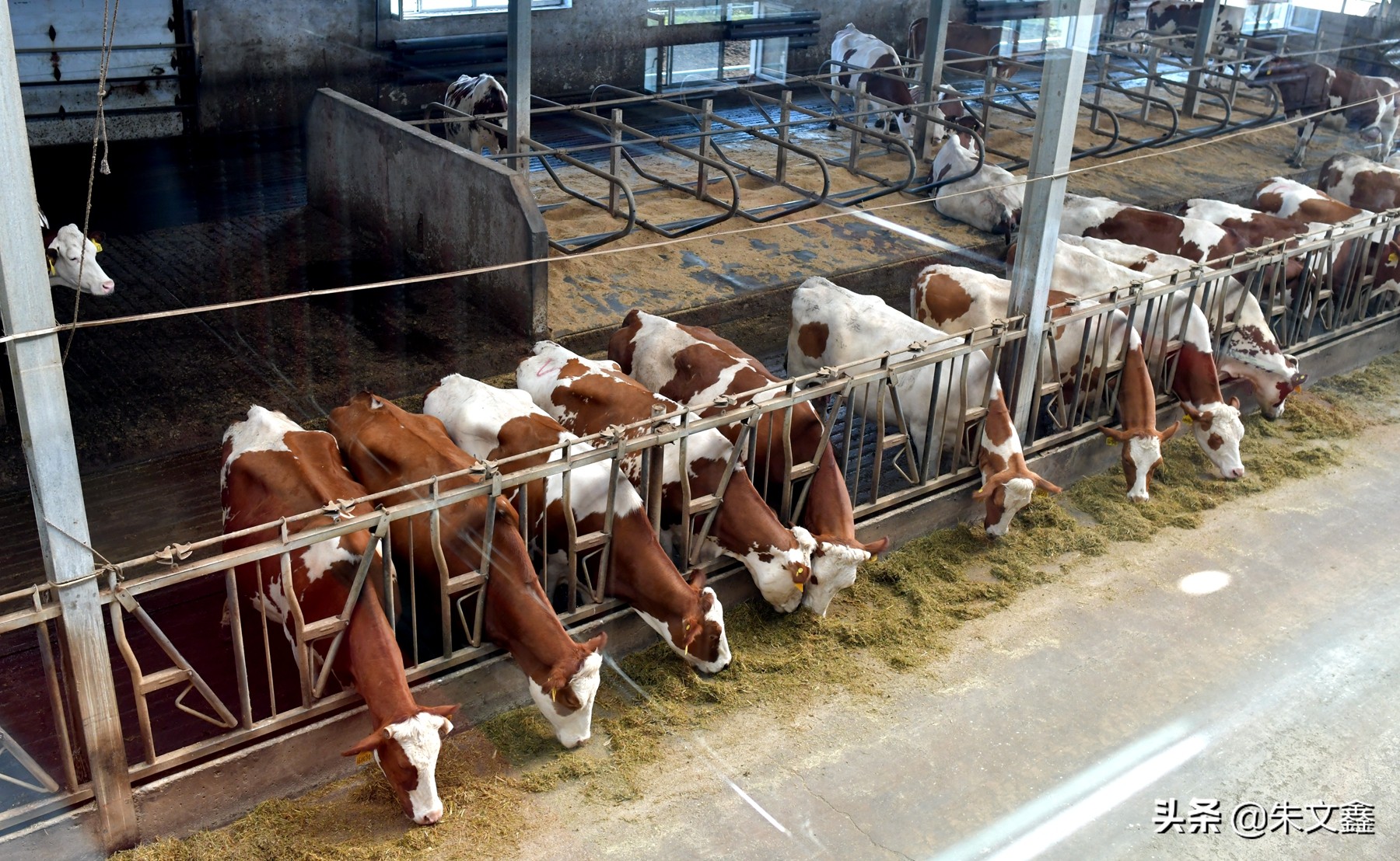 呼伦贝尔农垦纯牛奶三河牛,呼伦贝尔大草原三河牛