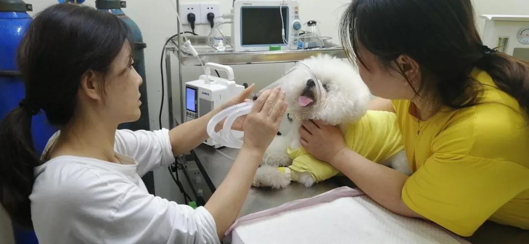 拜耳宠物消毒剂,拜耳杀虫剂灭跳蚤怎么样