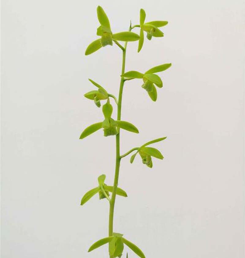 烂了根的兰花怎样重头开始生根,兰花干枯的芽要剪掉吗