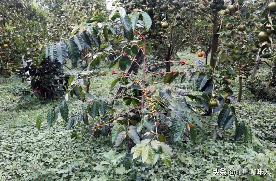 你买的印尼单品咖啡可能是咖啡全家桶