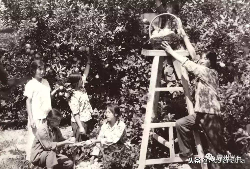 霸州土产公司老照片,霸州老城区图片