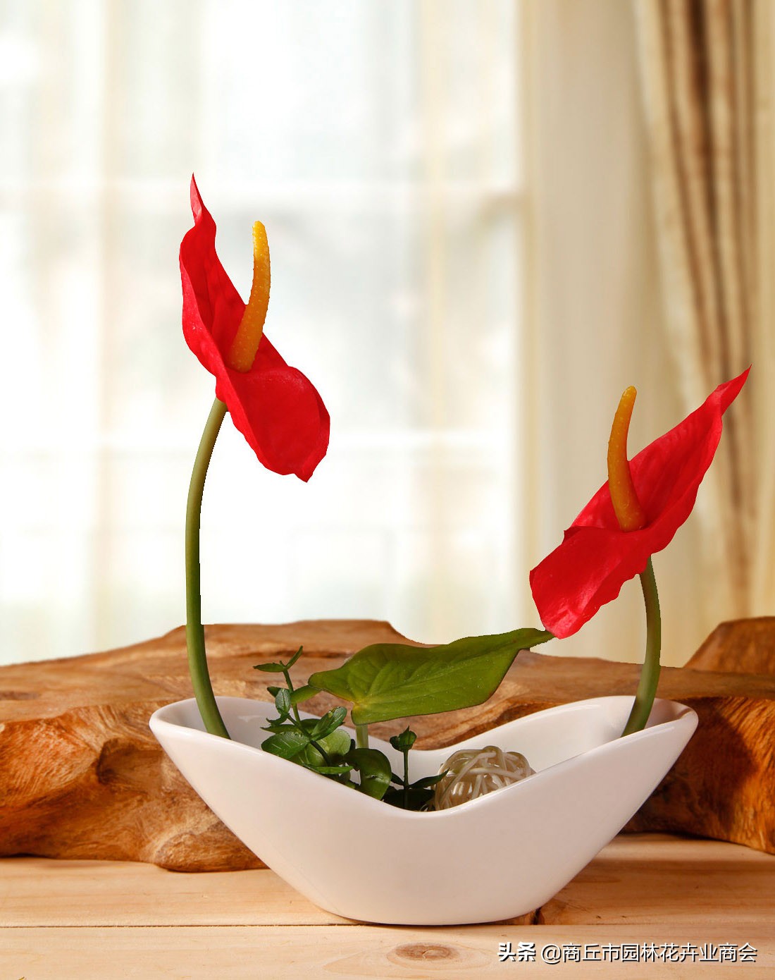 红掌怕热还是怕寒,红掌怕冷吗