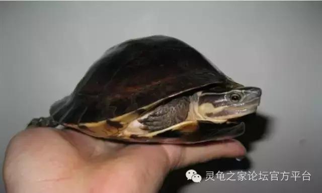 安布闭壳龟繁殖技术,安布闭壳龟要办证吗