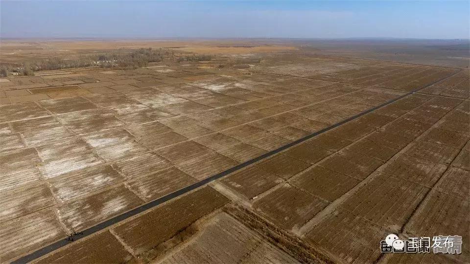 甘肃玉门枸杞项目,甘肃玉门的枸杞怎么样