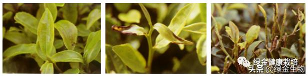 小绿叶蝉发生规律,小绿叶蝉的发生特点